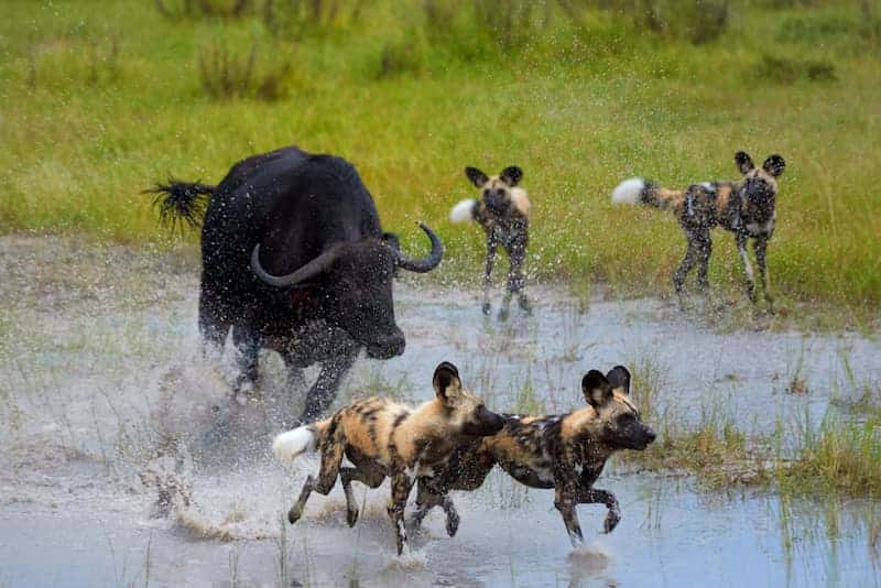 Buffalo chasing wild dog