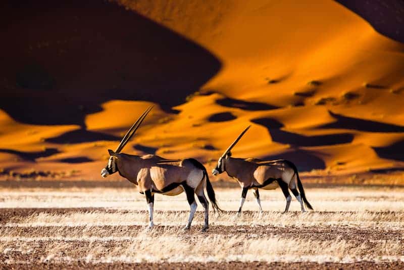 Oryx standing in front of dunes