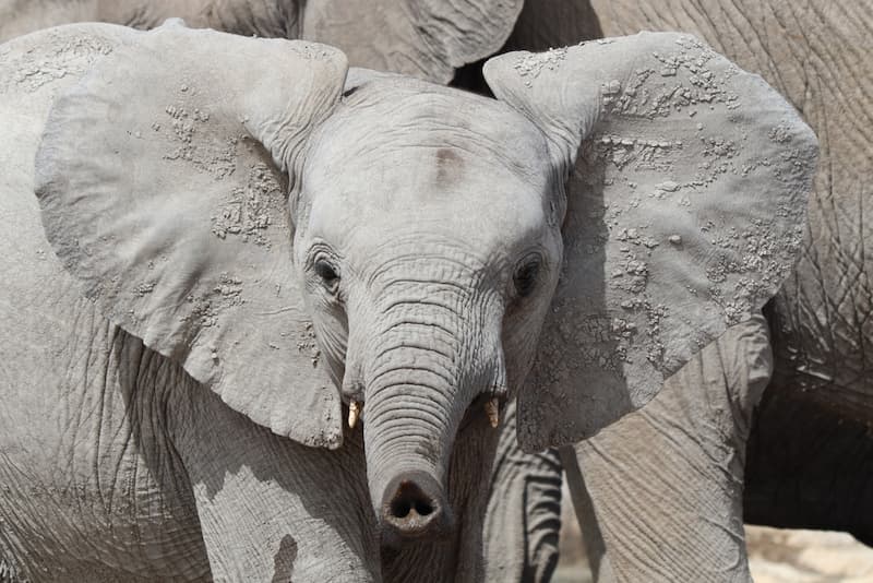 Dusty elephant calf