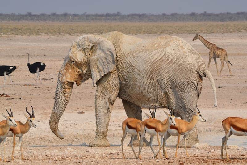 Dusty elephant and springbok, Etosha