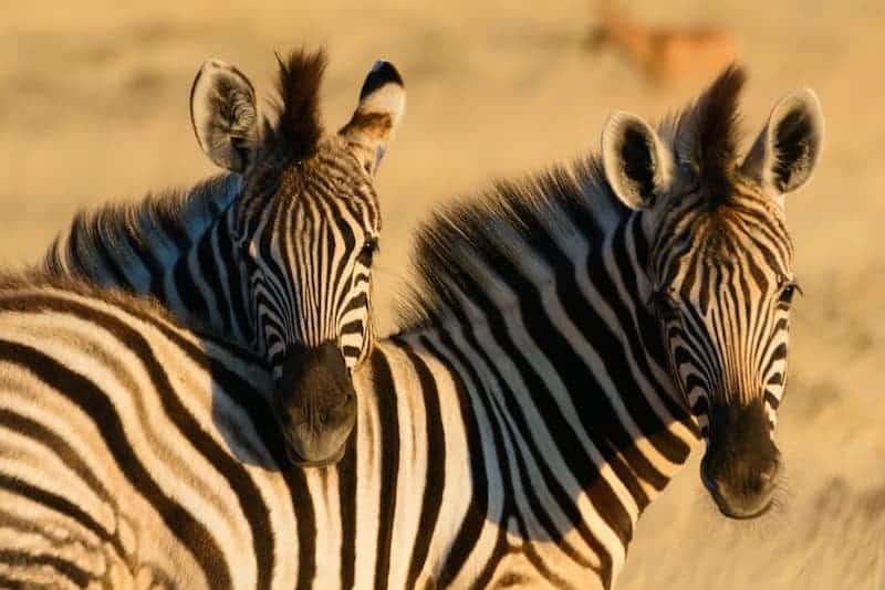 Zebra, Etosha