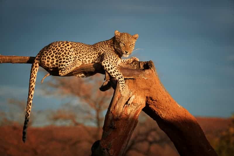 Leopard on tree stump
