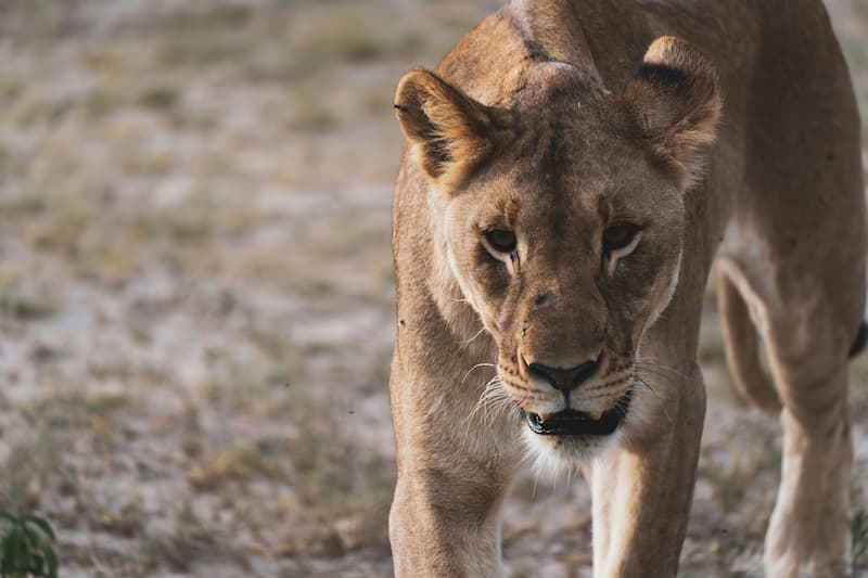 Lioness, Etosha