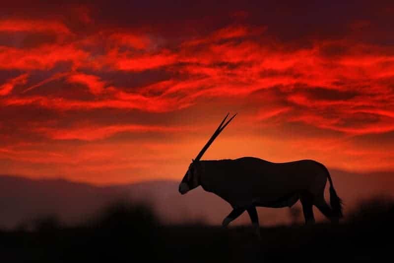 Oryx, sunset