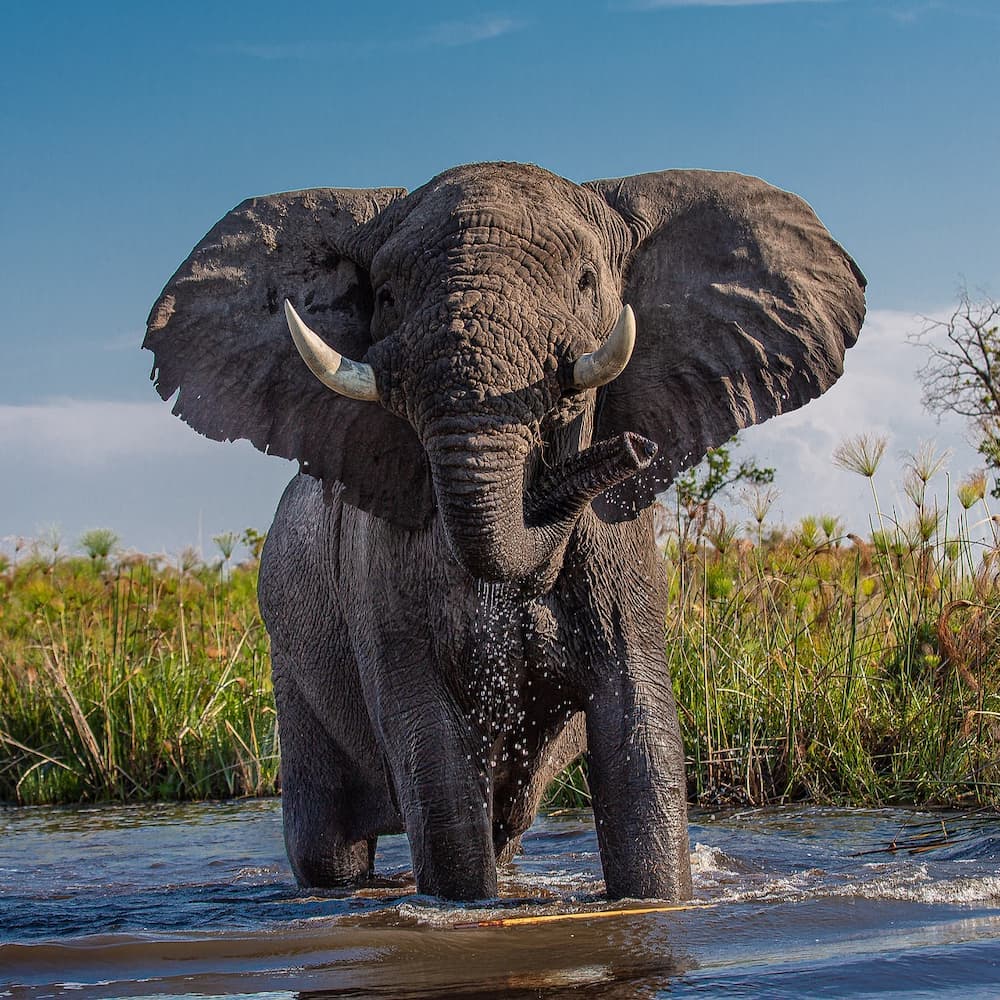 Elephant wading in the Okavango Delta