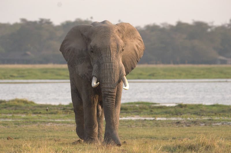 Elephant, Masai Mara
