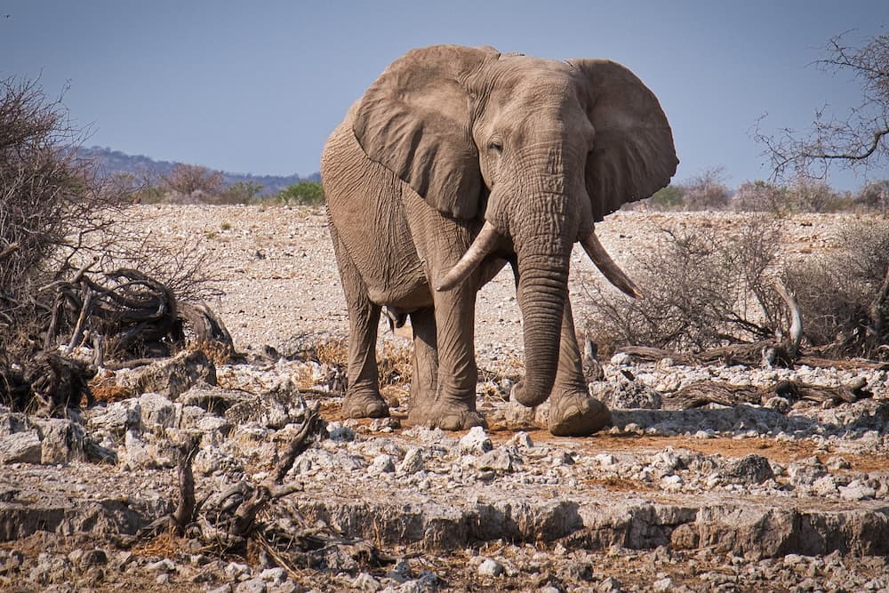 Elephant, Namibia desert
