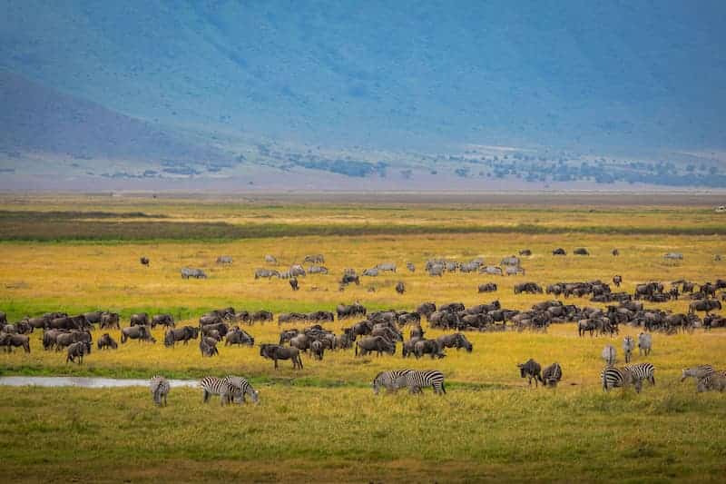 Wildebeest migration, Ngorongoro Crater