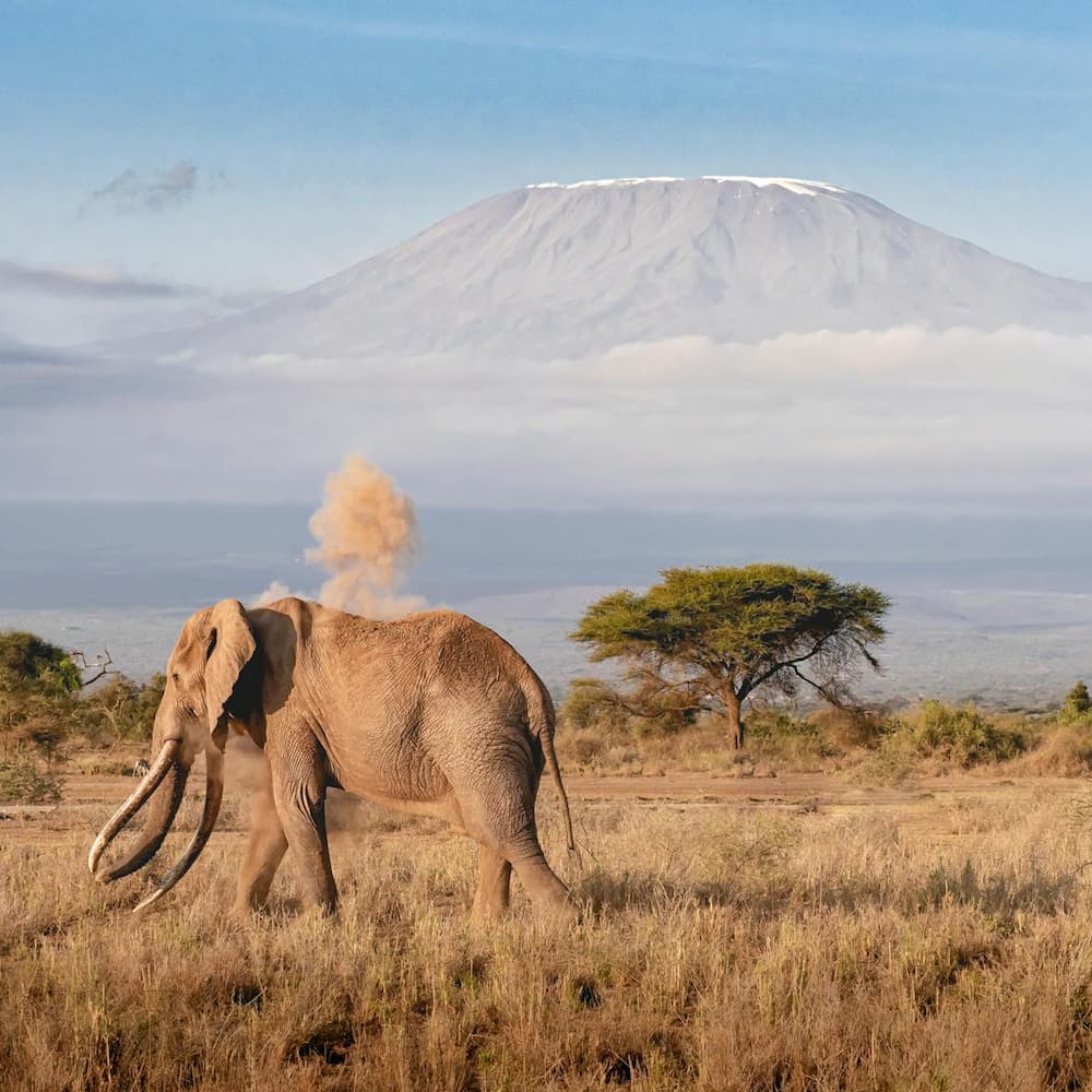 dusty elephant on front of Mount Kilimanjaro