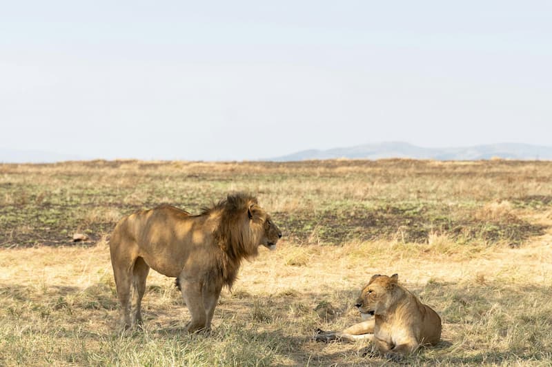 Mating lion couple