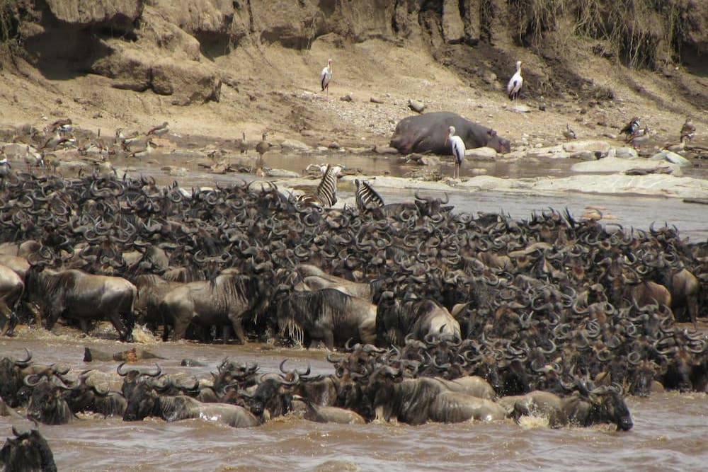 River crossing of wildebeest migration