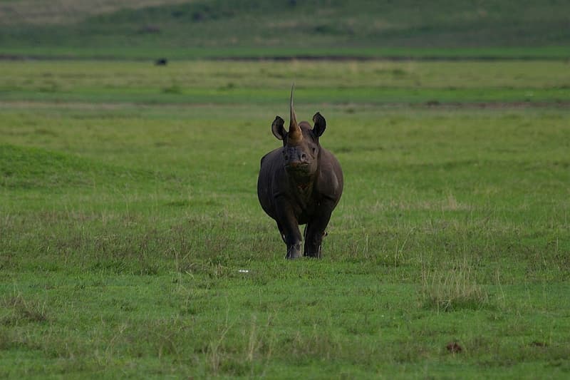 Rhino, Ngorongoro Crater