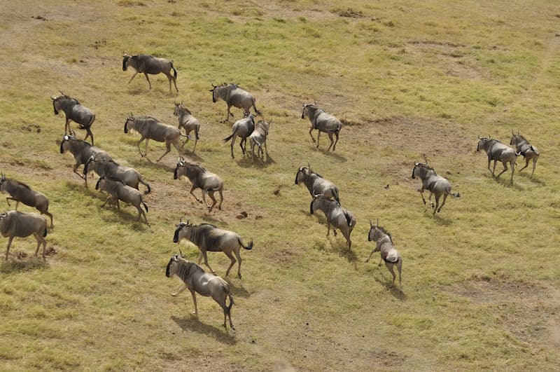 Wildebeest migration from the air