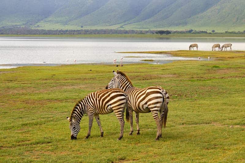 Zebra, Ngorongoro Crater