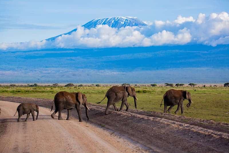 Elephant herd crossing the road, Amboseli