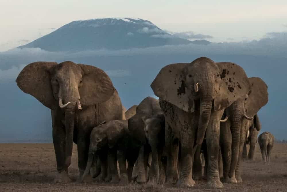 Elephant herd, Amboseli
