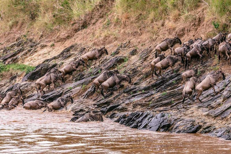 Wildebeest ascending the river bank after crossing