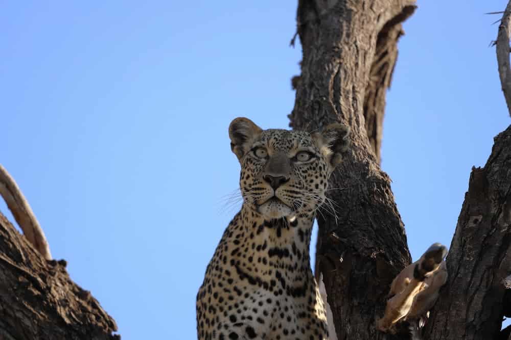 Leopard in tree, Samburu