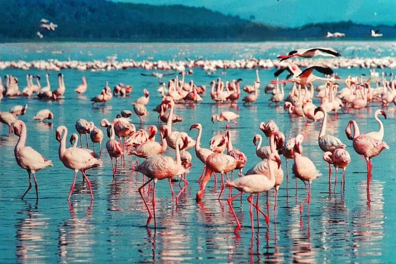 Pink flamingos, Lake Nakuru