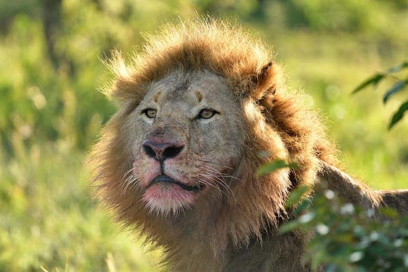 Male lion with bloody jaws
