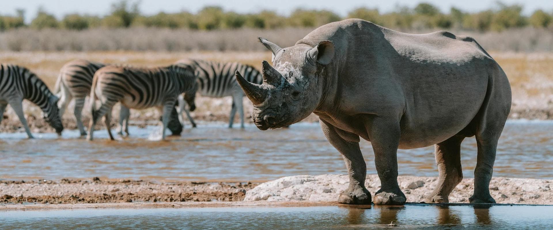 Rhino and zebra at waterhole, Namibia