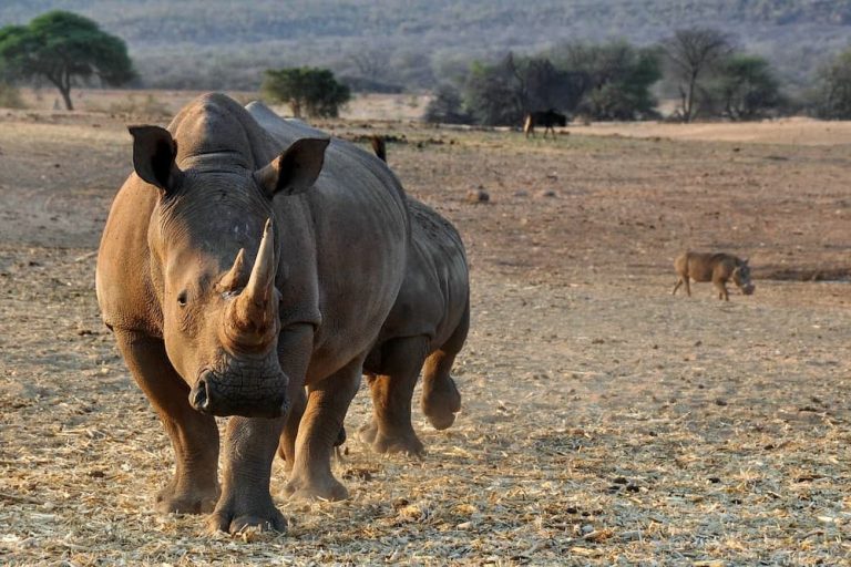 Rhino and warthog, Namibia