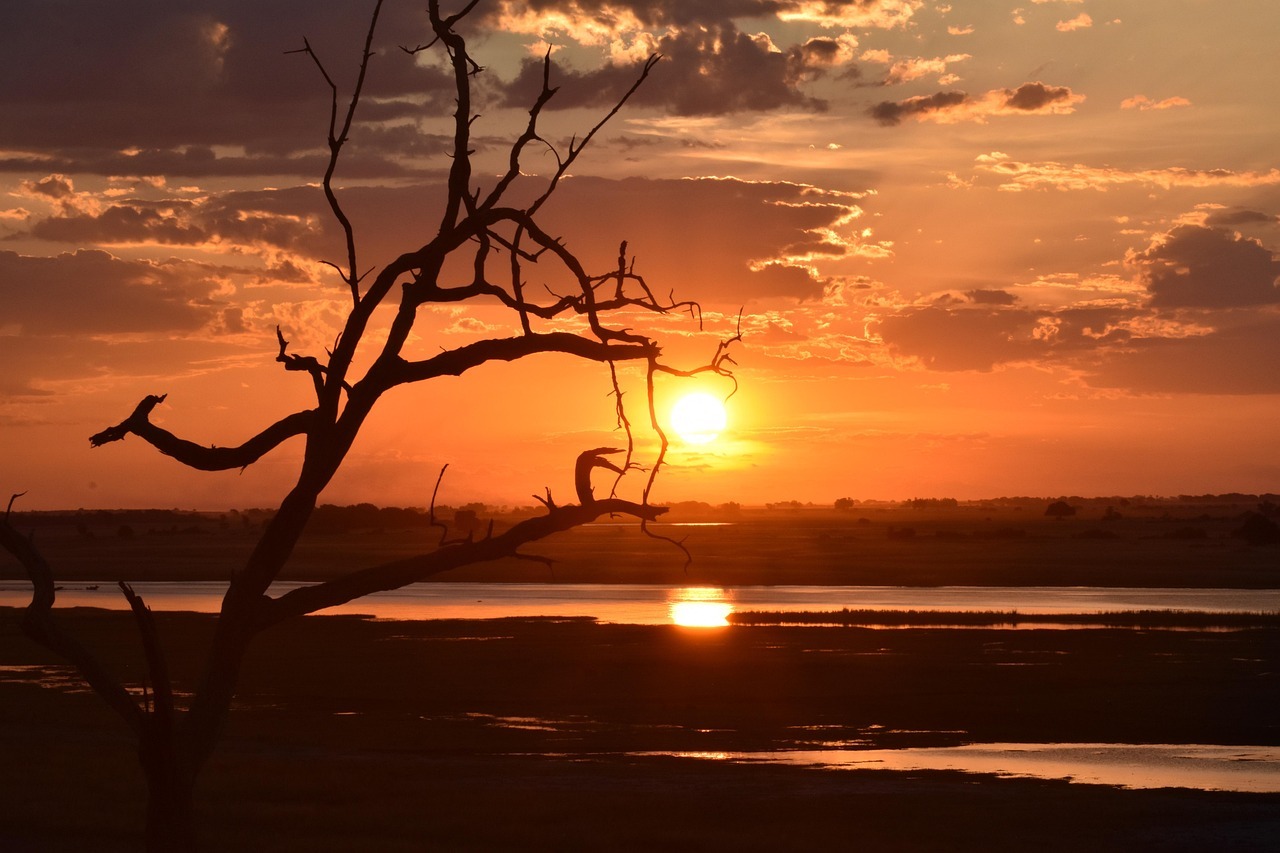 Sunset over the Botswana wetlands with a silhouetted tree in the foreground and reflections on the water.